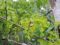 Haematoxylum