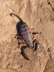 Opisthacanthus validus