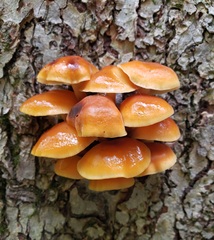 Flammulina velutipes