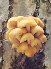 Flammulina velutipes