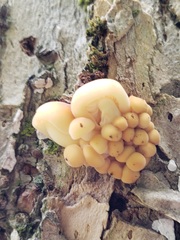 Flammulina velutipes