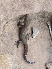 Pachydactylus capensis