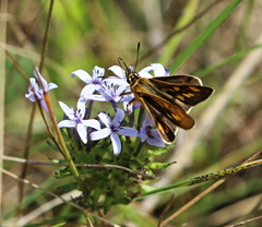 Metisella metis