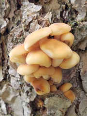 Flammulina velutipes