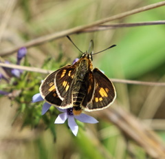 Metisella metis