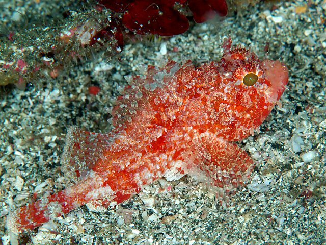 Small-Mouth Scorpionfish