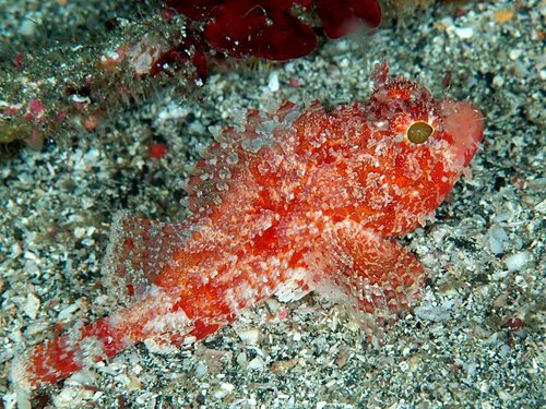 Scorpionfish