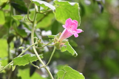 Lophospermum erubescens
