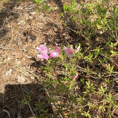 Rhododendron indicum