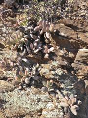 Adromischus filicaulis filicaulis