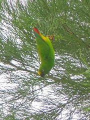 Orange-Fronted Hanging Parrot photo 2