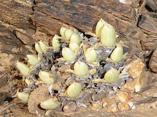 Mitrophyllum mitratum