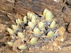 Mitrophyllum mitratum