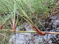Cladium mariscus jamaicense