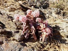 Crassula fusca
