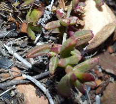 Delosperma virens