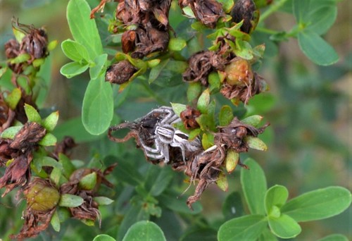 Common Lance-backed Crab Spider, Palanga, Lietuva, photo 5 of 10