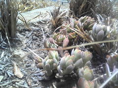 Crassula lanuginosa