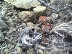 Crassula lanuginosa