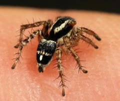 Stenaelurillus guttiger