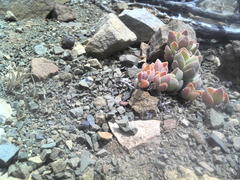Crassula lanuginosa