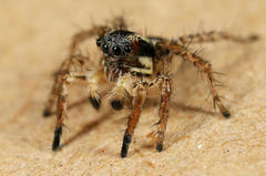 Stenaelurillus guttiger