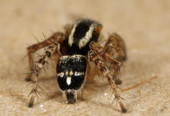 Stenaelurillus guttiger