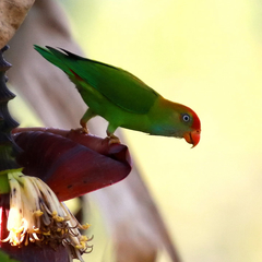Sri Lanka Hanging Parrot photo 4