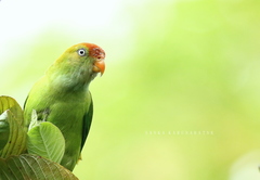 Sri Lanka Hanging Parrot photo 5