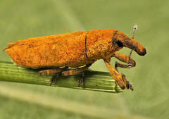 Gasteroclisus