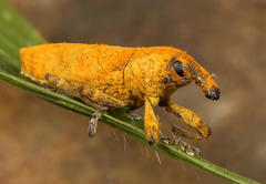 Gasteroclisus