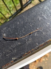 Semudobia skuhravae