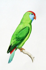 Camiguin Hanging-Parrot photo 2