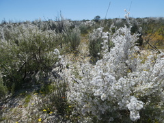 Eriocephalus racemosus