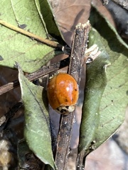 Harmonia axyridis