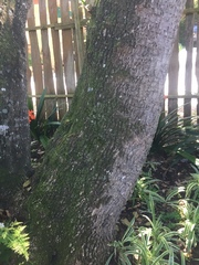 Sideroxylon inerme inerme