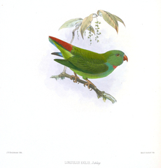 Pygmy Hanging Parrot photo 5