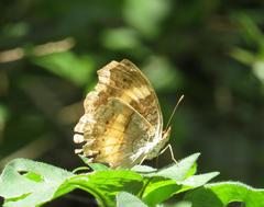 Junonia elgiva