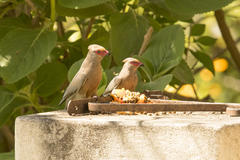 Urocolius indicus indicus