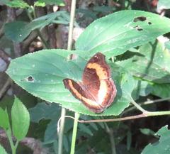 Junonia elgiva