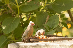 Urocolius indicus indicus