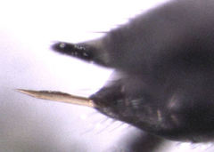 Coelopencyrtus australis