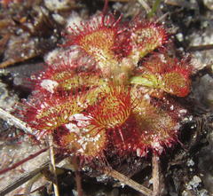 Drosera natalensis