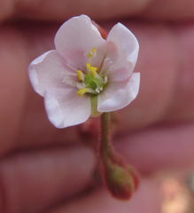 Drosera natalensis