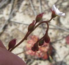 Drosera natalensis