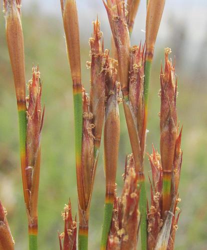 Restio andreaeanus (Restio andreaeanus)