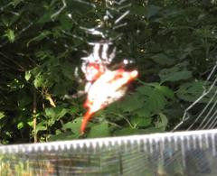 Gasteracantha milvoides