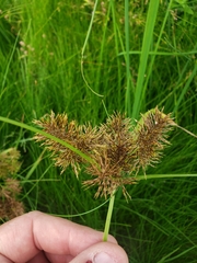 Cyperus engelmannii