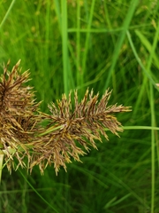 Cyperus engelmannii