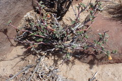 Hermannia cuneifolia